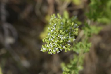 Kış marjoram beyaz çiçekleri - Latince adı - Origanum vulgare subsp. viridulum