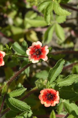 Nepal Cinquefoil flowers - Latin name - Potentilla nepalensis clipart