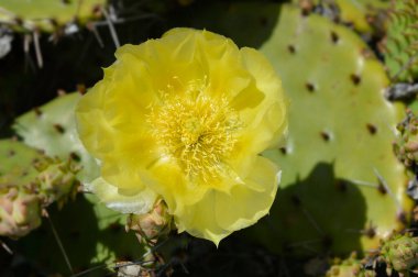 Eastern Prickly Pear flower - Latin name - Opuntia humifusa clipart