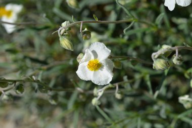 Yaygın rockrose beyaz çiçeği - Latince adı - helanthemum nummularium