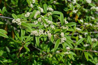 Beyaz çiçekli söğüt ağacı dalı - Latince adı - Cotoneaster salicifolius
