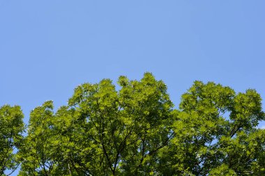 Mavi gökyüzünde yaprakları olan yaygın kül dalları - Latince adı - Fraxinus Excelsior