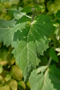 Clary adaçayı yaprakları - Latince adı - Salvia sclarea Vatikan Pembesi