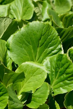 Fil kulakları - Latince adı - Bergenia crassifolia