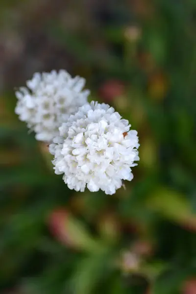 Stock image Great thrift white flower - Latin name - Armeria pseudarmeria 