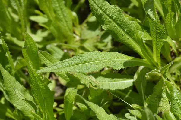 stock image Dry Common teasel leaves - Latin name - Dipsacus fullonum