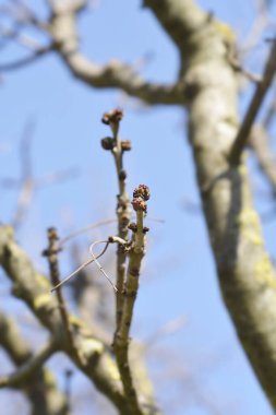 Çiçek tomurcuklu yaygın kül dalları - Latince adı - Fraxinus Excelsior