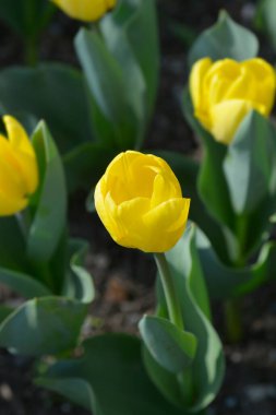 Lale Güçlü Altın Çiçekler - Latince adı - Tulipa Güçlü Altın