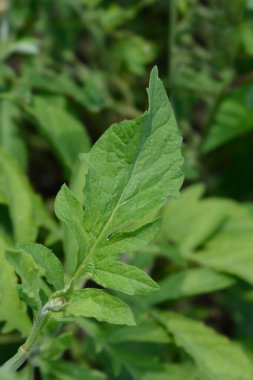 Pembe Bekarlar Düğmesi - Latince adı Centaurea pulcherrima