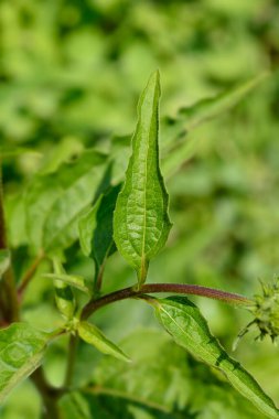 Coneflower Şimdi Cheesier gidiyor - Latince adı - Echinacea Şimdi Cheesier