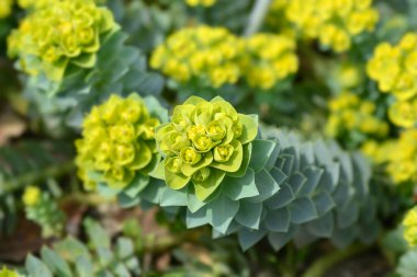 Myrtle spurge flowers - Latin name - Euphorbia myrsinites clipart