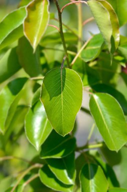 Armut ağacı yeşil yapraklı tedavi dalı - Latince adı - Pyrus comis Cure