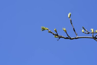 European bladdernut branch with buds against blue sky - Latin name - Staphylea pinnata clipart