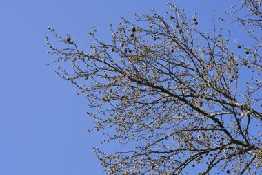 Mavi gökyüzüne karşı tohum ve tohum taşıyan Londra uçak dalları Latince adı Platanus x hispanica