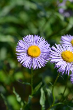 Gösterişli pire çiçekleri - Latince adı - Erigeron Specosus
