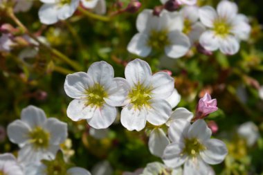 Yosunlu Saxifrage Beyaz çiçekler - Latince adı - Saxifraga x arendsii
