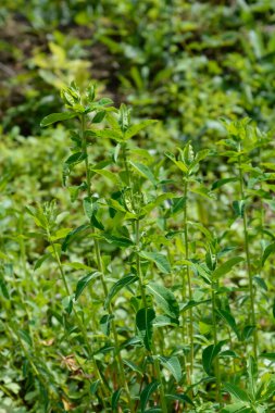 Yastık örtüsü yaprakları - Latince adı - Euphorbia epitymoides