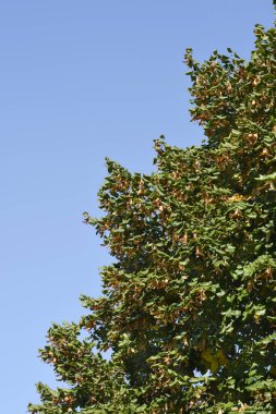 Mavi gökyüzüne karşı geniş yapraklı limon ağacı - Latince adı - Tilia platyphyllos