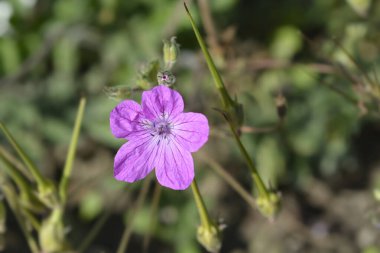 Bahçe leyleği çiçeği - Latince adı - Erodyum manescavii