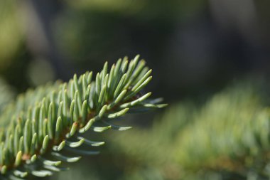 Beyaz ladin şubesi - bilimsel adı - Picea glauca Dent
