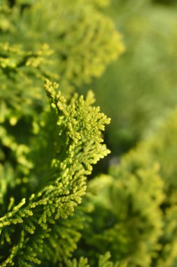 Cüce Hinoki selvi dalları - Latince adı Chamaecyparis obtusa Nana