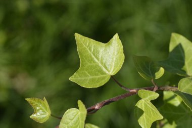 Bunte Witchel sarmaşık yaprakları - Latince adı - Hedera helix Bunte Witchel