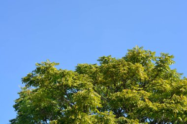 Cennet ağacı mavi gökyüzüne karşı - Latince adı - Ailanthus altissima