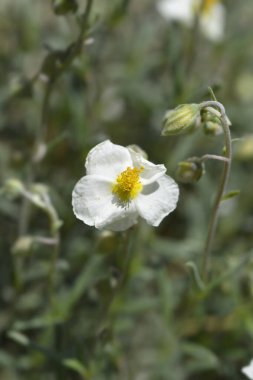 Common rockrose white flowers - Latin name - Helianthemum nummularium clipart