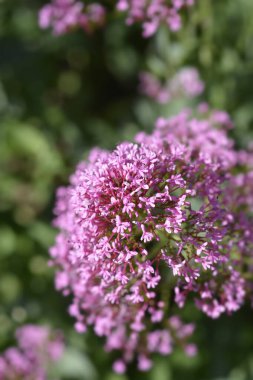 Kırmızı kediotu çiçekleri - Latince adı - Centranthus ruber