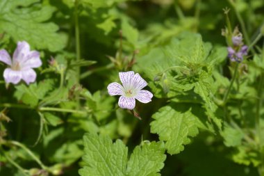 Turna gagalı pembe çiçek - Latince adı - Geranium x oxonianum Rose Clair