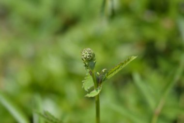 Büyük burnet çiçeği tomurcuğu - Latince adı - Sanguisorba officinalis