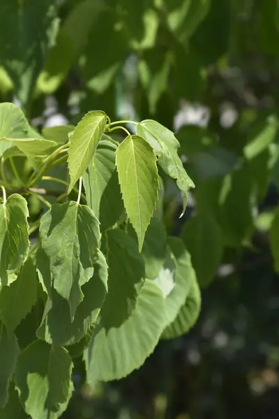 Stock image Handkerchief tree leaves - Latin name - Davidia involucrata var. Vilmoriniana