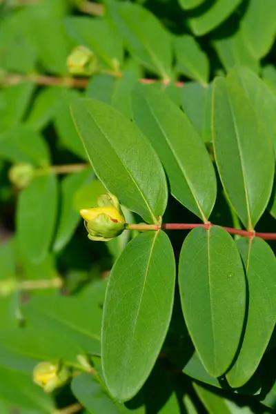 stock image Aarons beard leaves and flower bud - Latin name - Hypericum calycinum