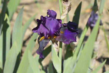Sınır Sakallı İris çiçeği - Latince adı - Iris Pozdrav Ze Zbuzan