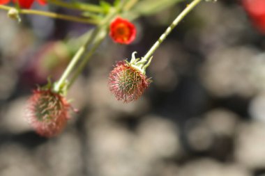 Tohum başlığı Latince adı Geum Scarlet Tempest