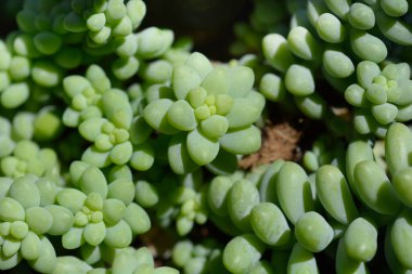 Eşek kuyruğu yaprakları - Latince adı - Sedum morganianum Burrito