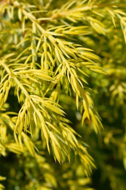 Juniperus comis Gold Cone - Latince adı