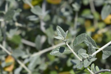 Ağaç yaprakları - Latince adı - Teucrium fruticans