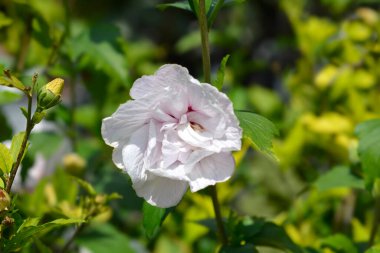 Sharon 'ın Gülü - Latince adı - Hibiscus syriacus Mathilde