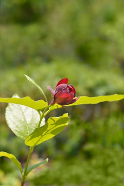 Sweetshrub branch with flower bud - Latin name - Calycanthus Aphrodite clipart