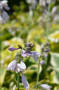 Hosta soluk mor çiçekler - Latince adı - Hosta Austin Dickinson
