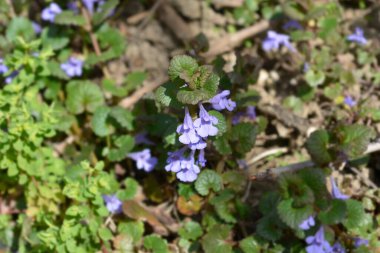 Sarmaşık çiçekleri - Latince adı - Glechoma hederacea