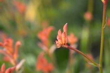 Kanguru Paw çiçeği tomurcukları - Latince adı - Anigozanthos Beauty Orange