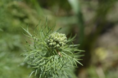 Sarı sülün göz tohumu kafası - Latince adı - Adonis vernalis