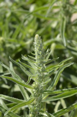 İtalyanca çiçek tomurcukları - Latince adı - Echium italicum