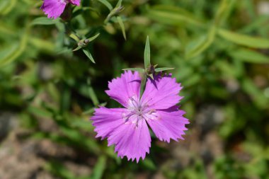 Çin pembe çiçeği - Latince adı - Dianthus chinensis