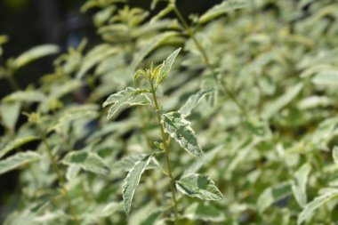 Mavi Sakallı Beyaz Sürpriz Latince adı Caryopteris x Clandonensis Beyaz Sürpriz