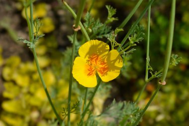 Altın gelincik çiçeği - Latince adı - Escholzia calinica
