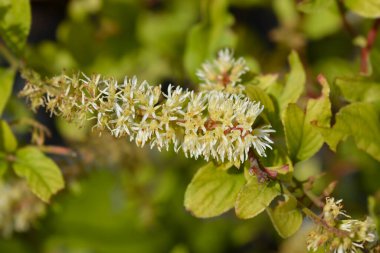 Virginia Sweetspire çiçeği - Latince adı - Itea virginica Scentlove