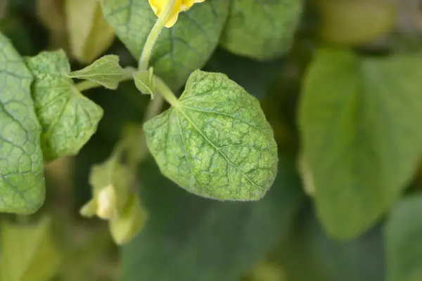 stock image Black-eyed Susan vine leaves - Latin name - Thunbergia alata